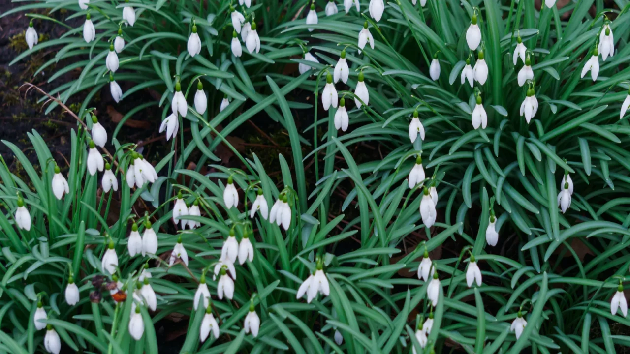 snowdrops in the forest in the early spring wild flowers
