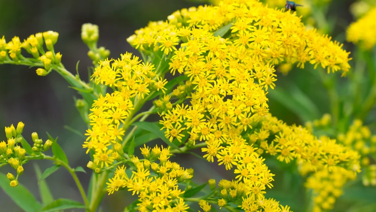 solidago canadensis canada goldenrod yellow summer flowers closeup selective