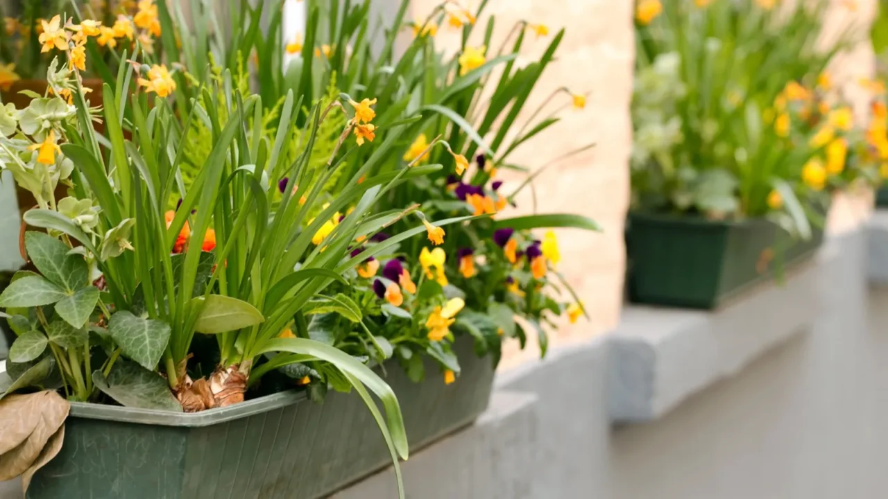 spring flowers on the windowsill