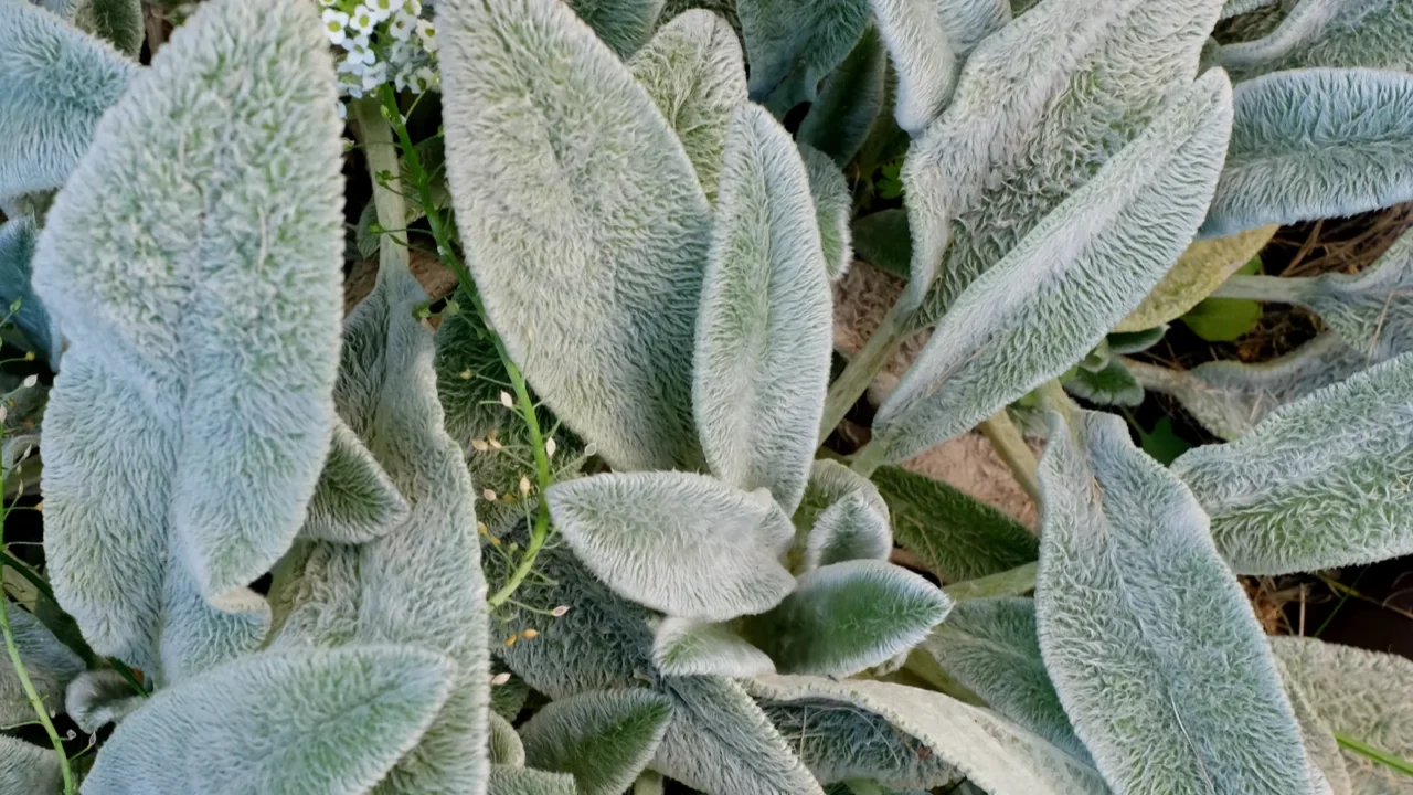 stachys lanata stachys olympica or young leaves of lambs ear