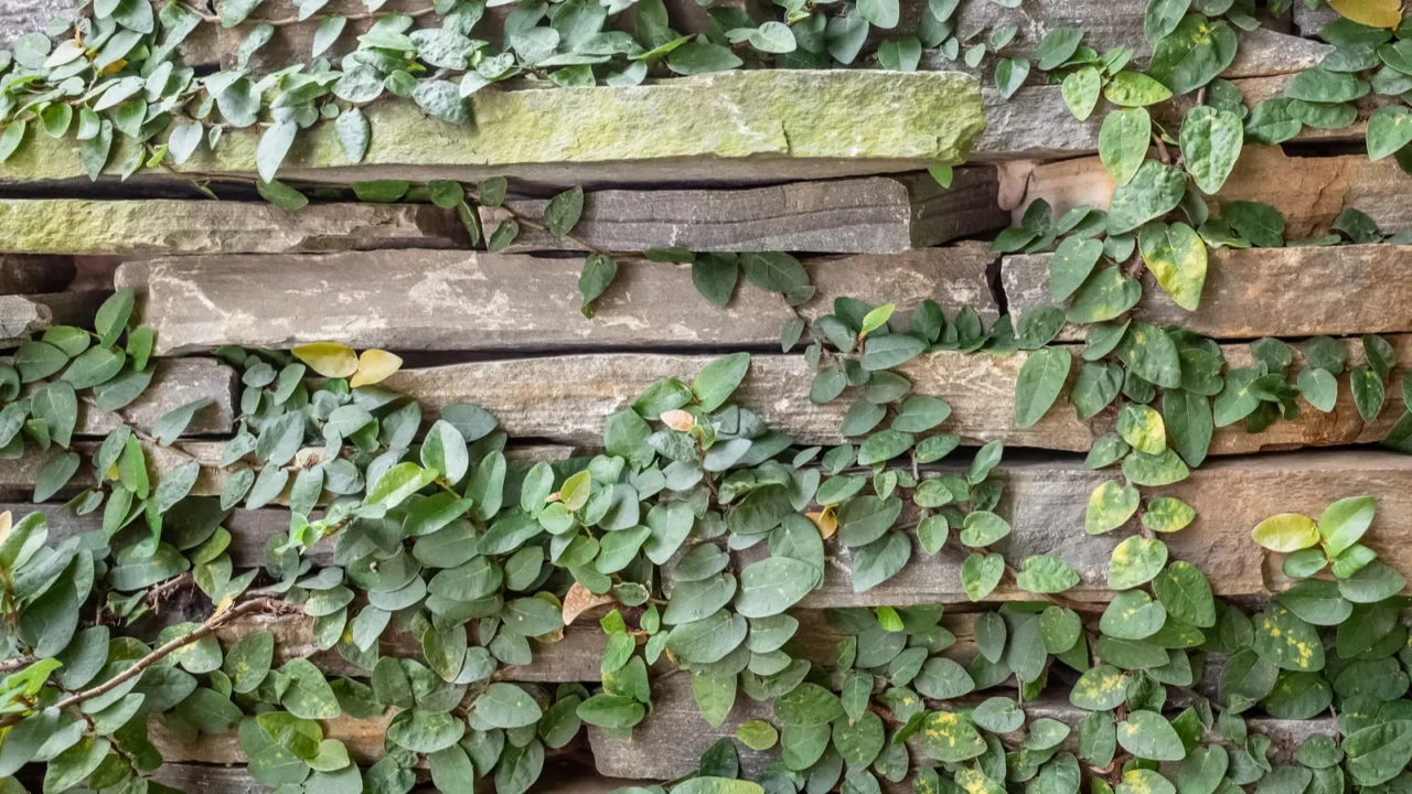 stone wall with green moss background