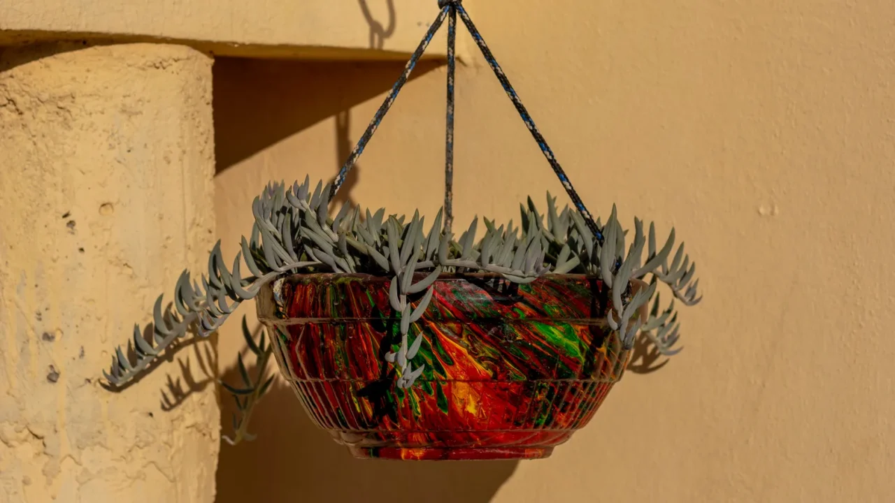 string of bananas succulent in a hanging pot