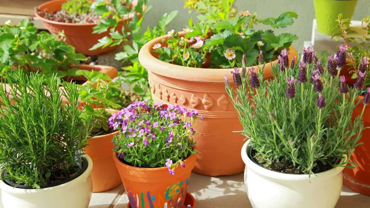 terrace or roof gardening