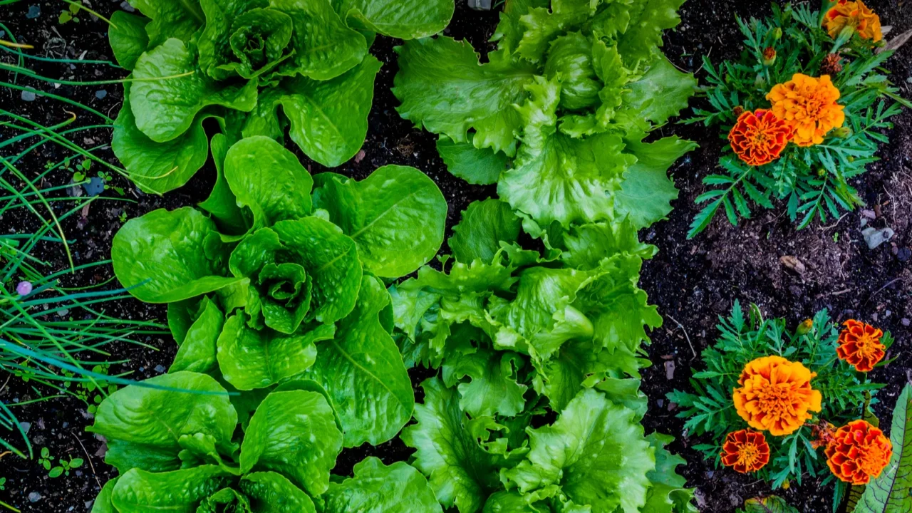 the young lettuce and vegetable seedling in the garden
