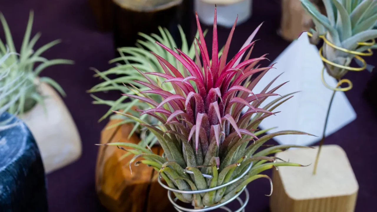 tillandsia ionantha or air plant