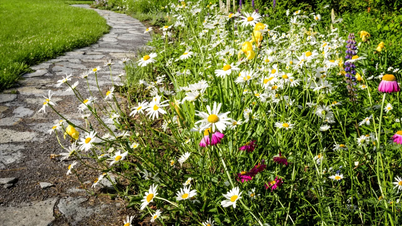 A beautiful garden with daisies growing along the pathway.