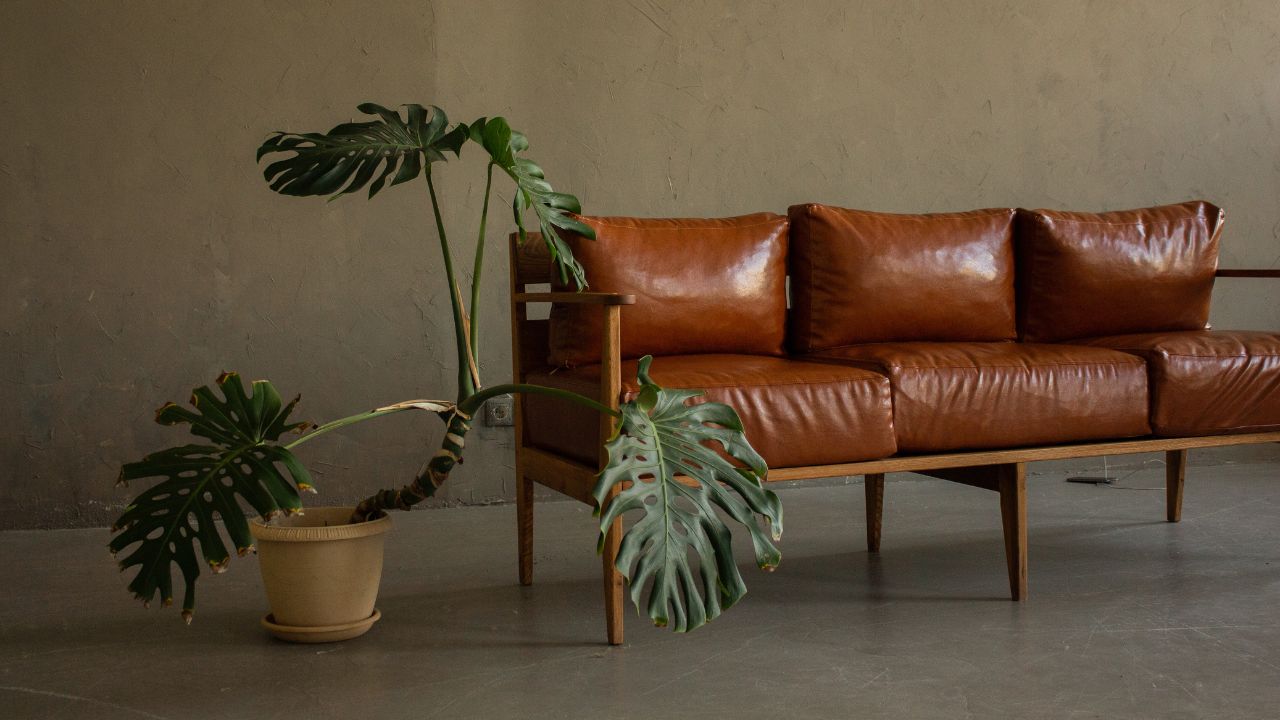 Stylish living room with a brown leather sofa, large leafy plant, and minimalist background.