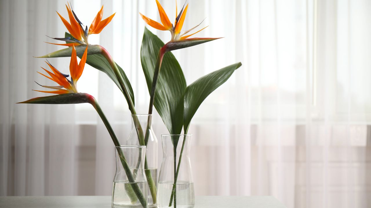 Bird of paradise flowers (Strelitzia) in glass vases with green leaves in a sunlit room.