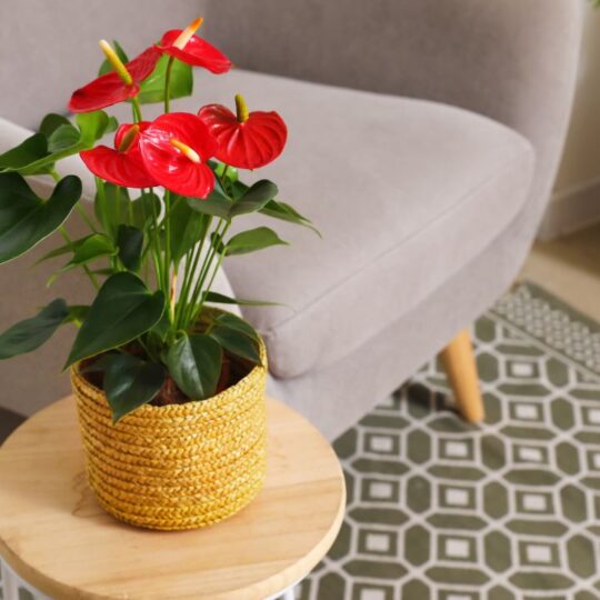 Feng Shui Plants to Attract Positivity and Prosperity