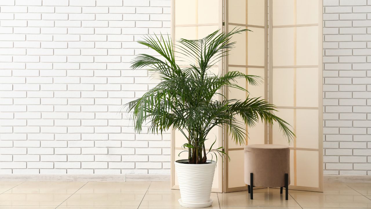 Indoor palm plant with large fronds in a white pot, placed on a tiled floor.