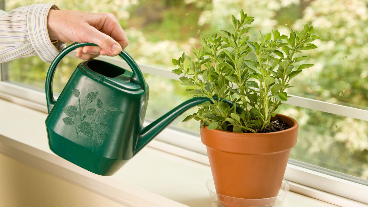 Hand watering a basil plant in a pot on a windowsill.