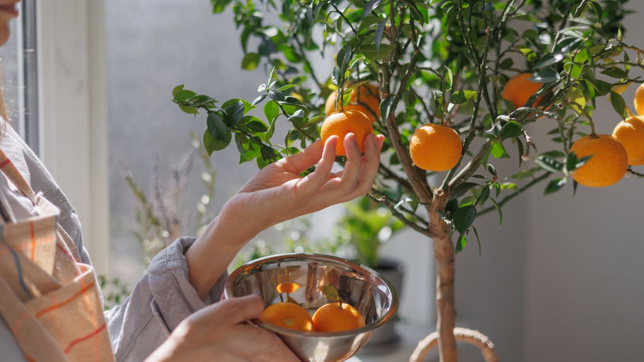 Woman picking oranges from a small citrus tree in a bright indoor space.