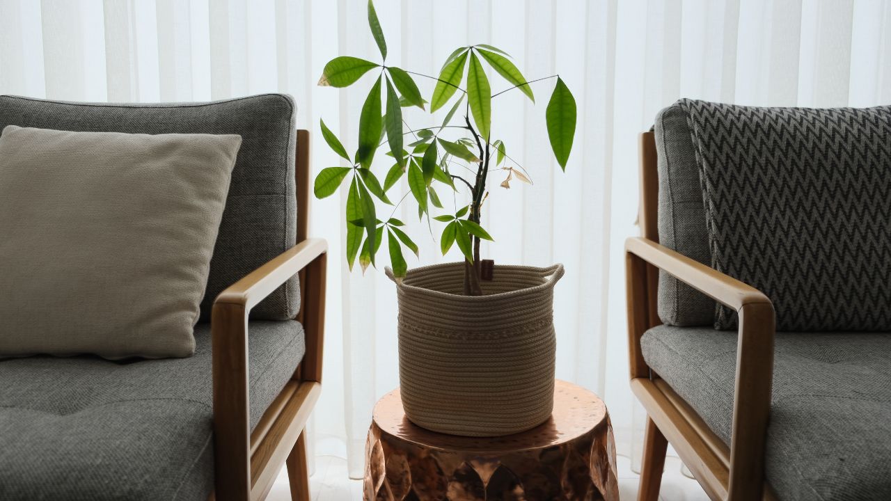 Small indoor tree (possibly a money tree) in a woven basket, placed between two chairs in a living room.
