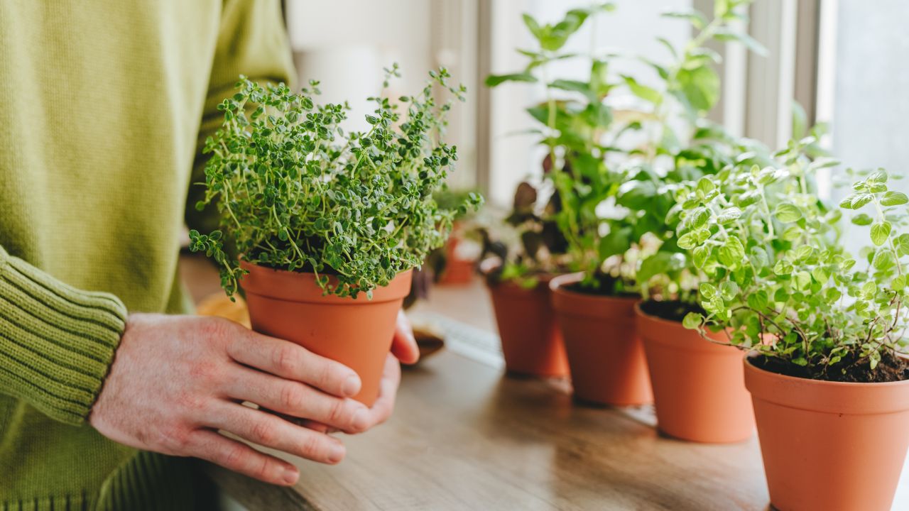 Person holding a pot of oregano herbs indoors near a window.