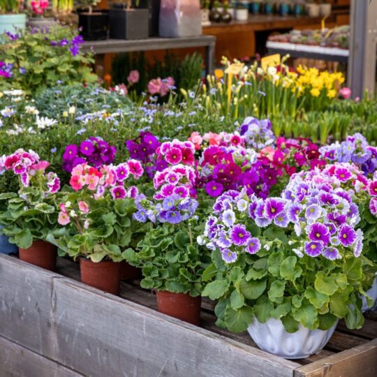 Plant These Seeds Now for Stunning Summer Blooms