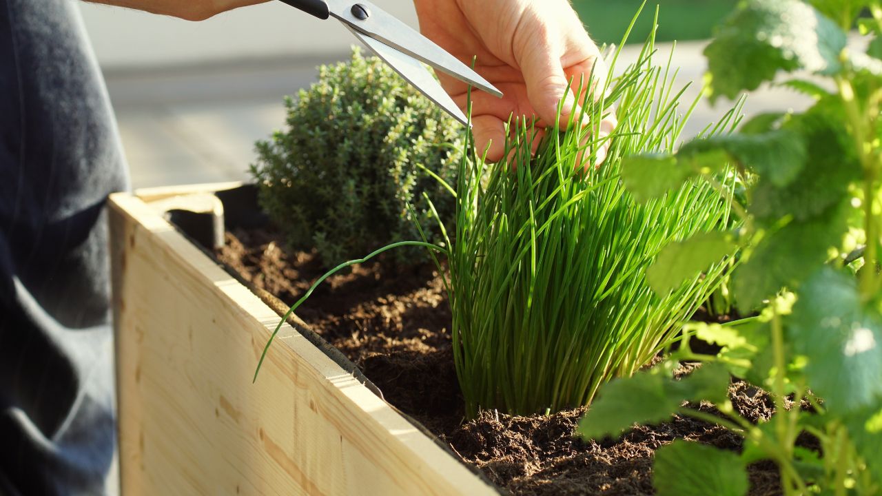 Person trimming chives or green onions in a garden bed.