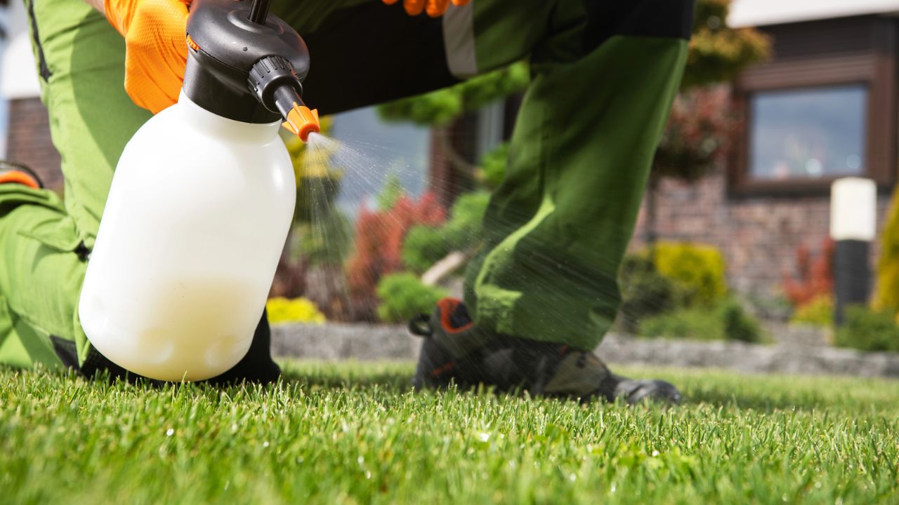 Person gardening, using a spray bottle to mist plants on the lawn, with a house in the background.