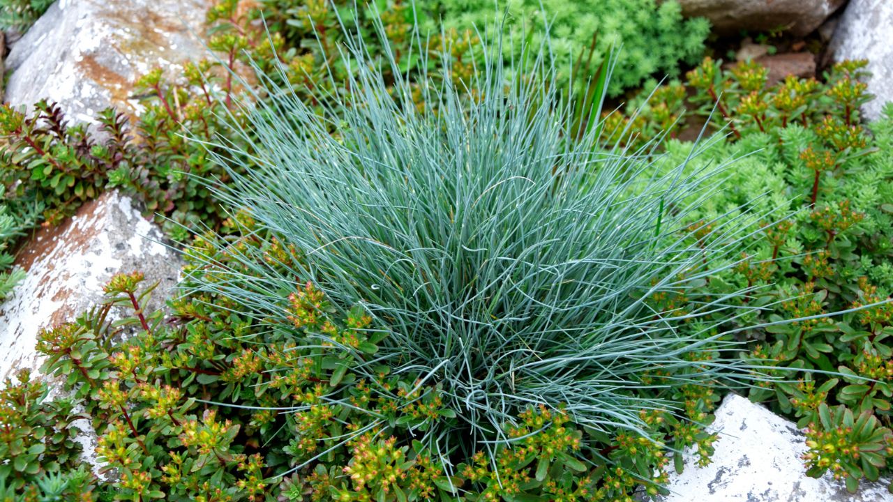 Close-up of a succulent and grass plant growing among rocks and greenery.
