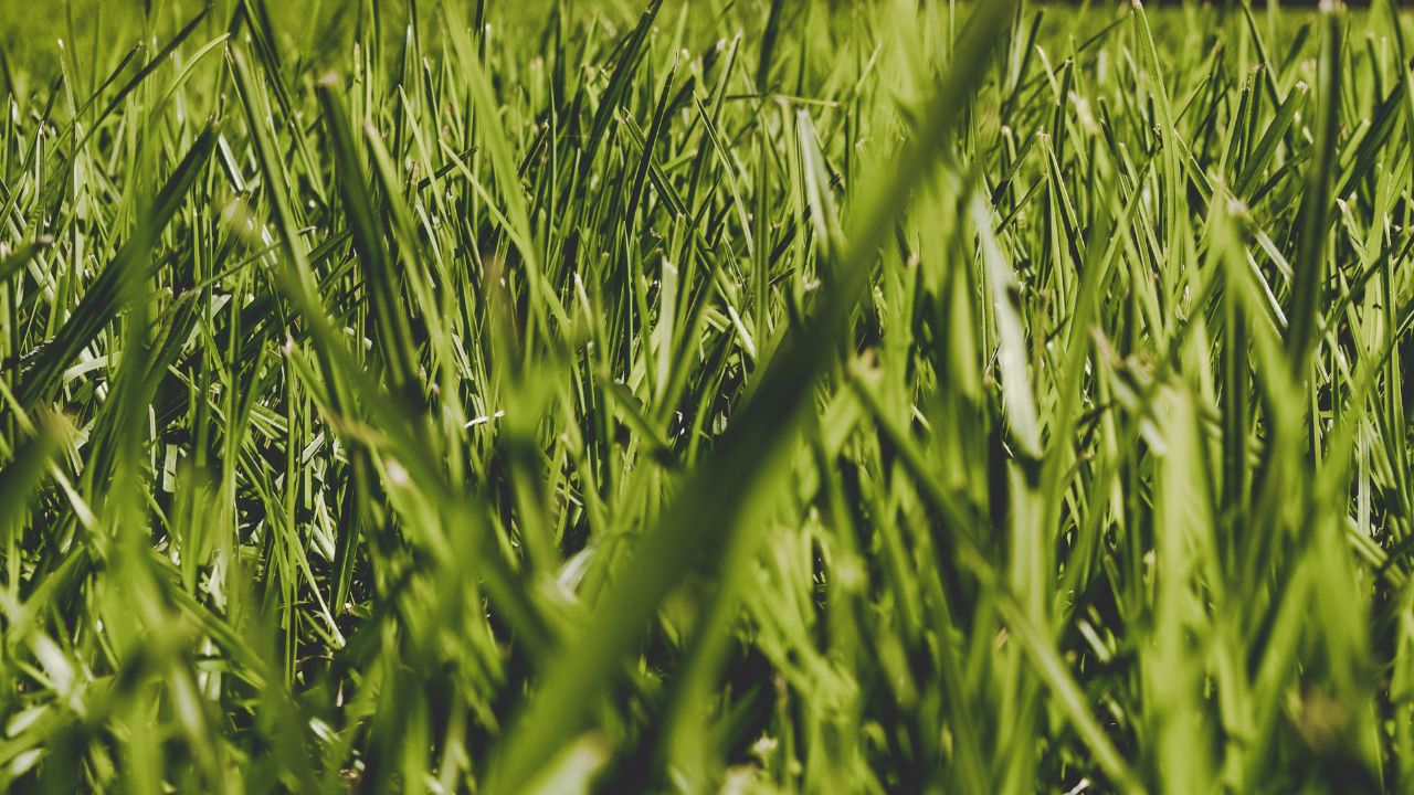 Close-up of dense green grass plants in a garden.