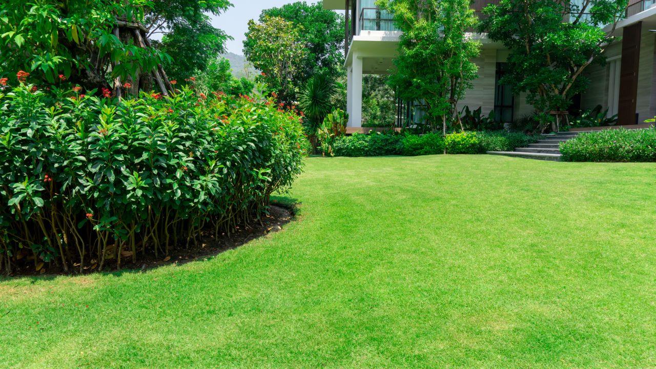 Well-manicured lawn with lush green grass and surrounding shrubs near a modern building.