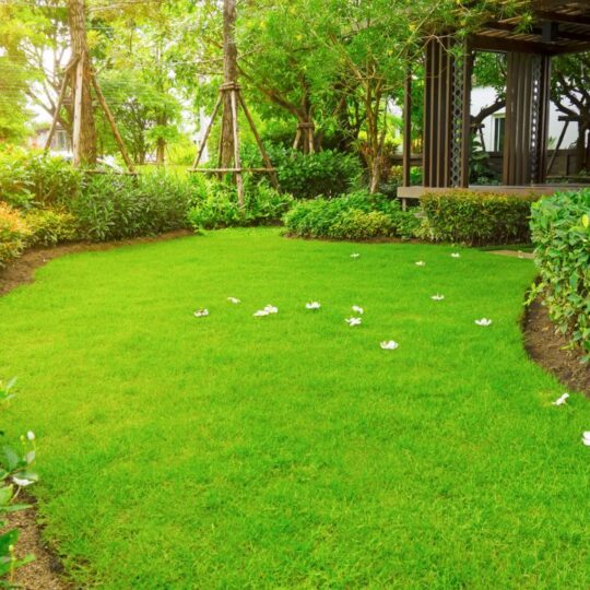 Best Grass for a Beautiful, Low-Maintenance Lawn