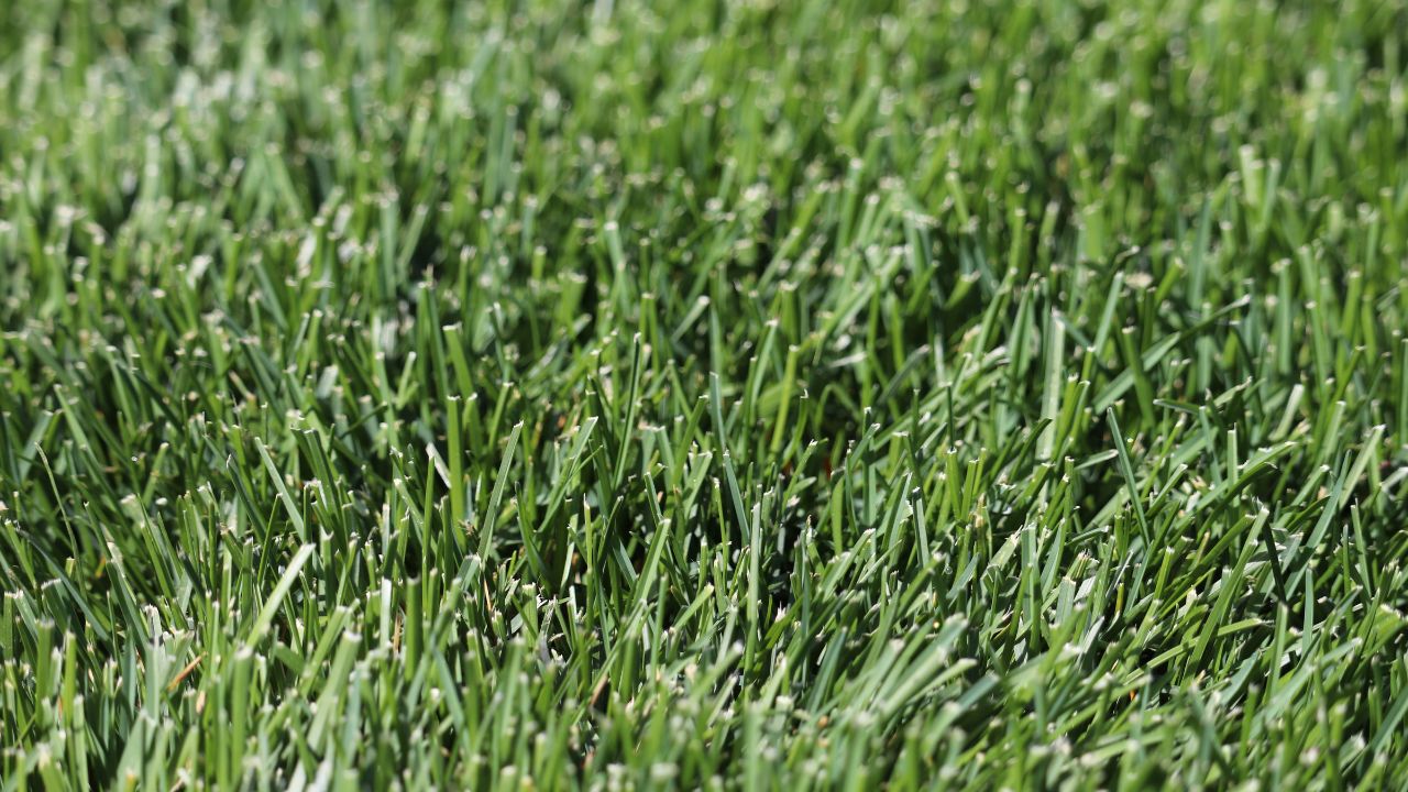 Closeup of a vibrant green lawn with long grass.