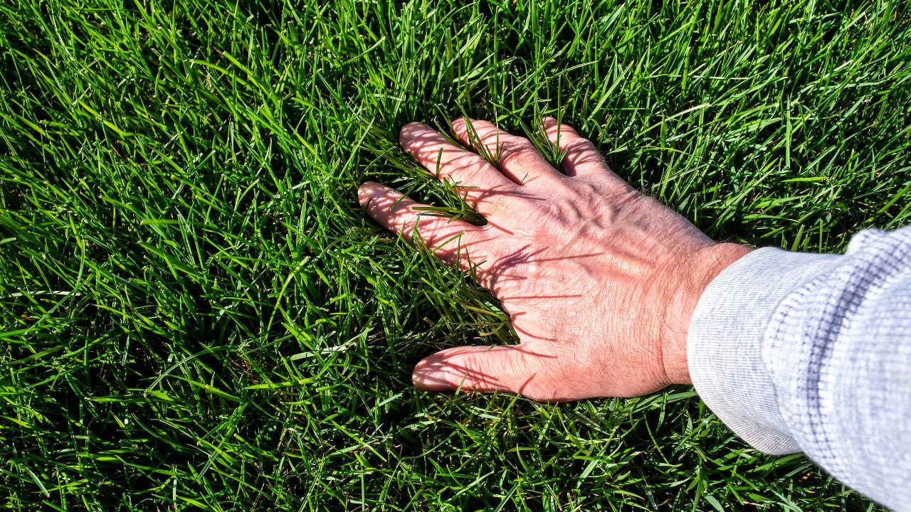 Hand touching vibrant green grass blades.