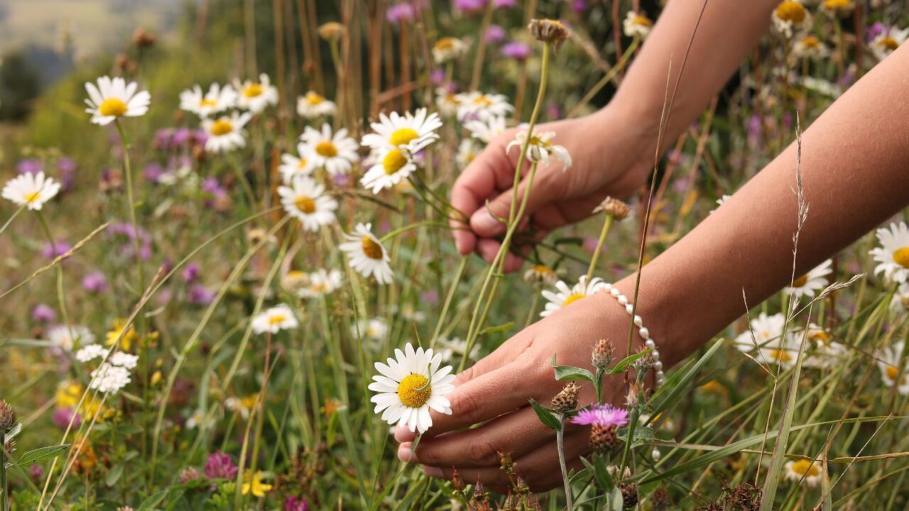 A girl collecting flowers from a garden.