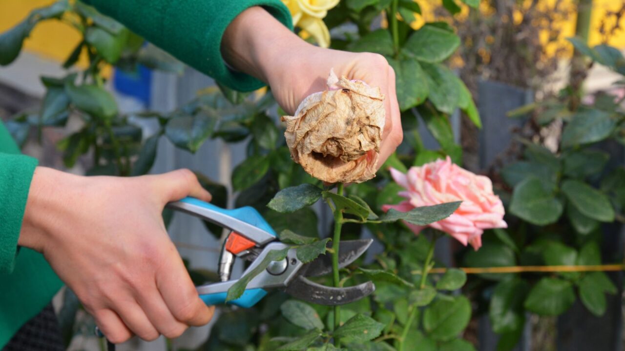 A woman deadheading faded roses in a garden using garden shears.