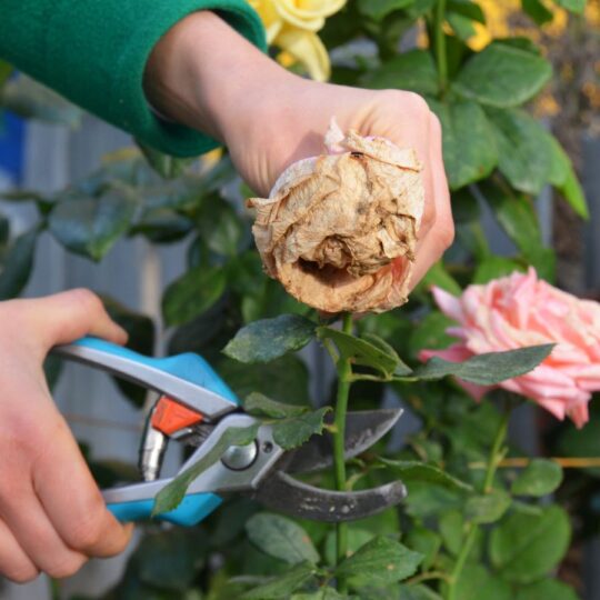 Easy Tricks to Keep Your Garden Blooming This Spring