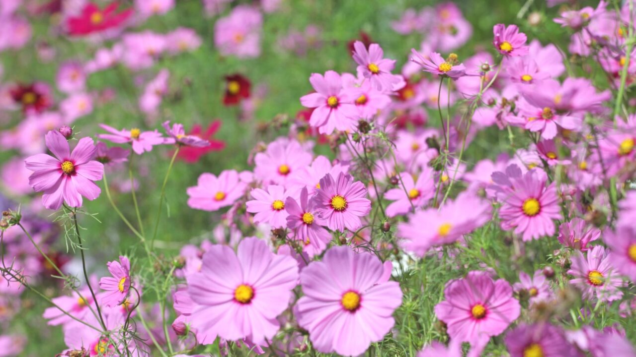 Beautiful pink cosmos blooming in a garden.