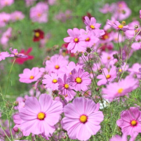 Low Cost Flowers For a Stunning Summer Garden