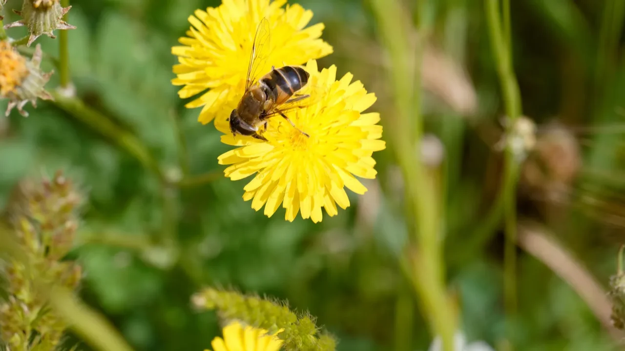 A pollinator sitting on dandelion flower.