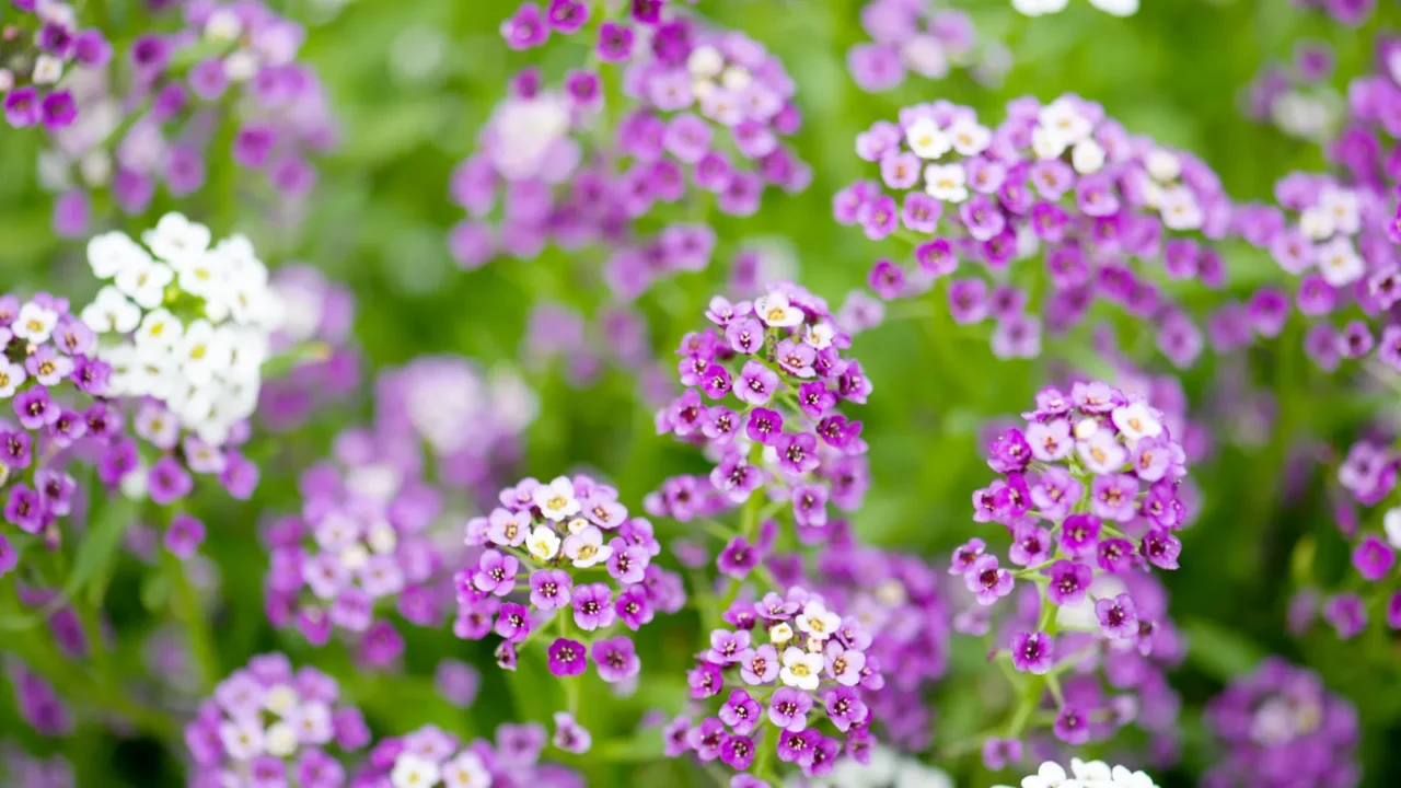 Sweet Alyssum flowers in purple and white blooming against lush greenery.