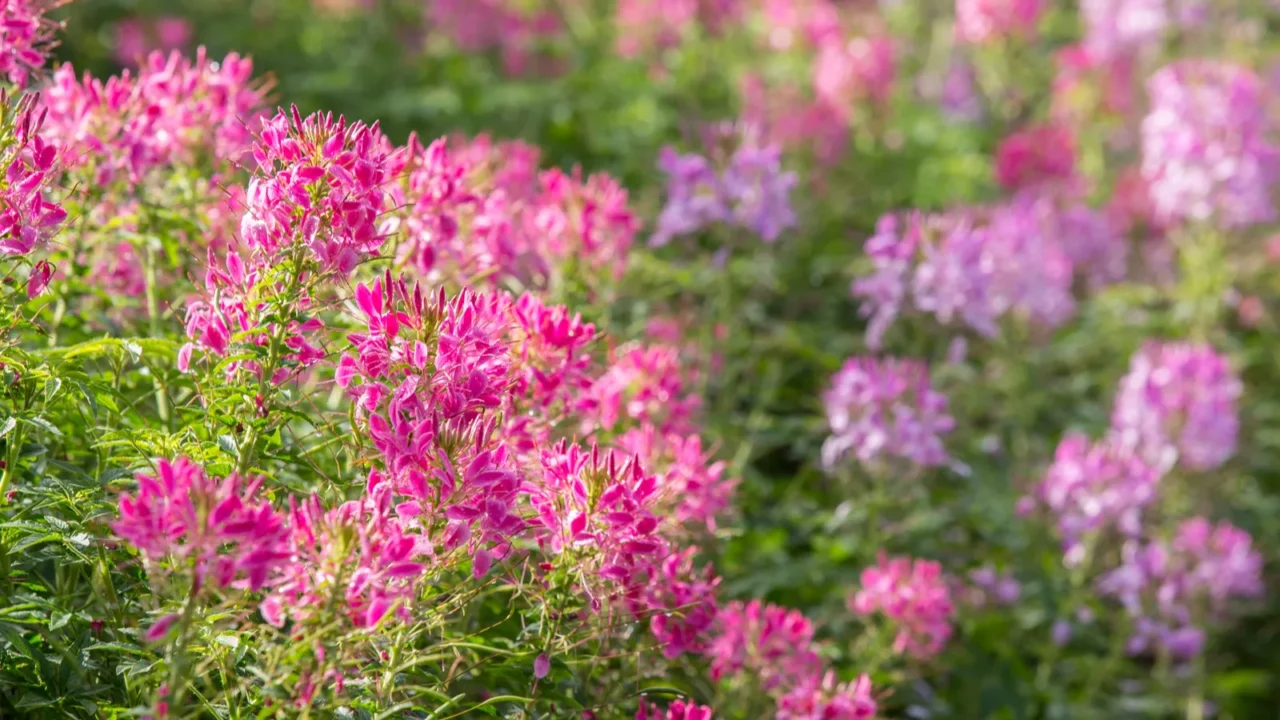 cleome spinosa or spider flower