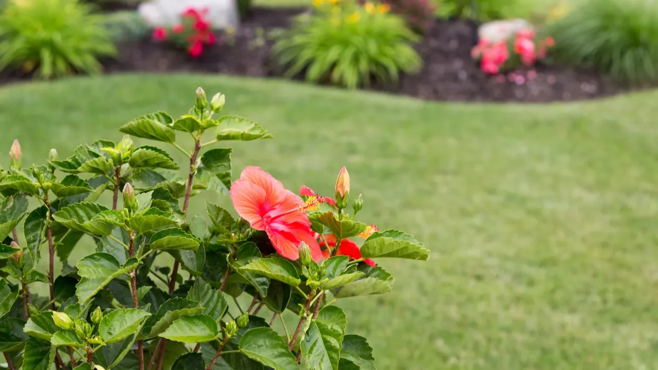 A blooming red hibiscus flower growing in a lush green garden.