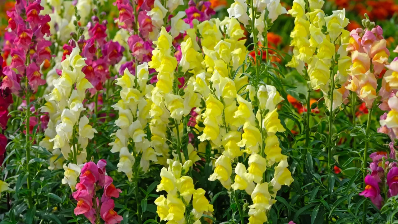 Colorful snapdragon flowers blooming on the branches in a garden.