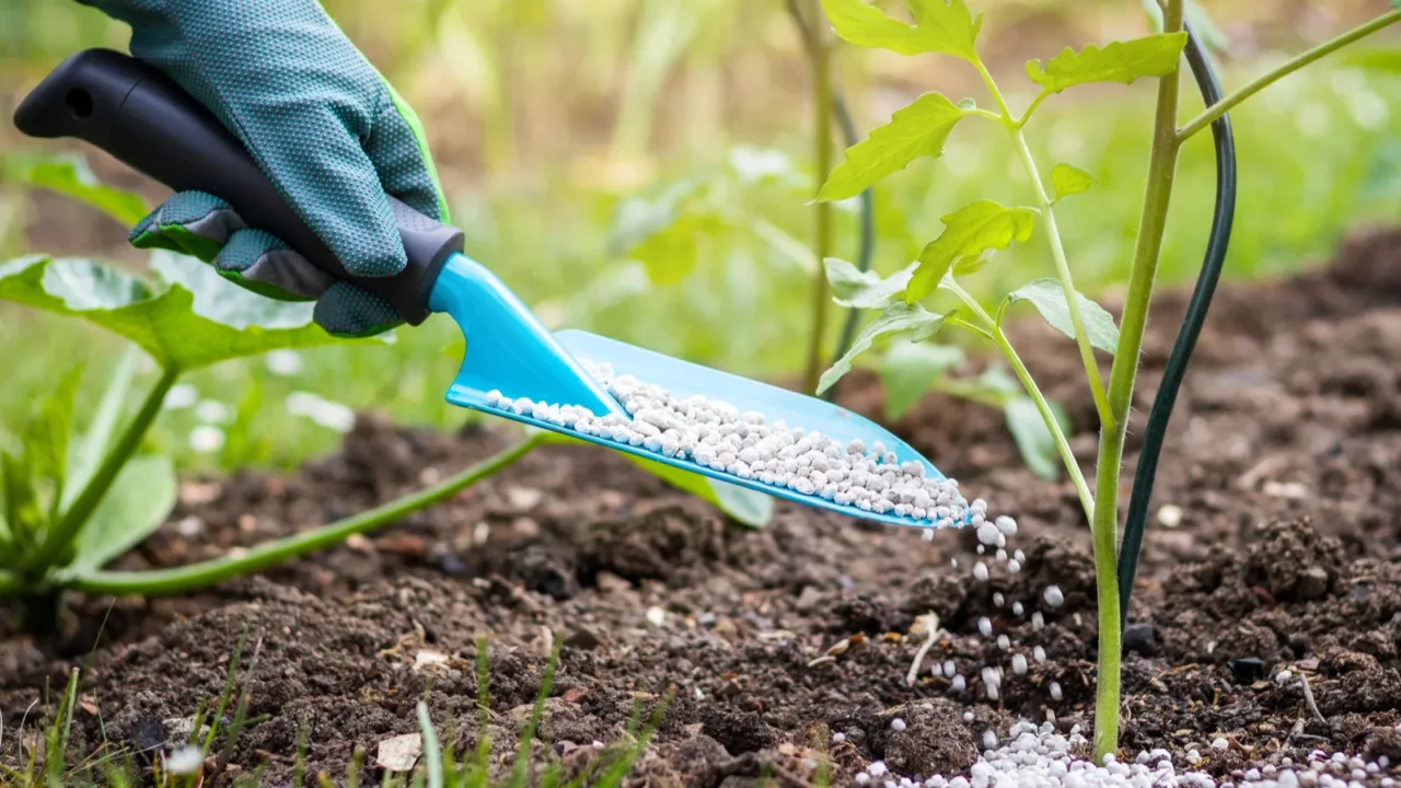 A person wearing gloves adding fertilizer to the soil for plant growth and nourishment.