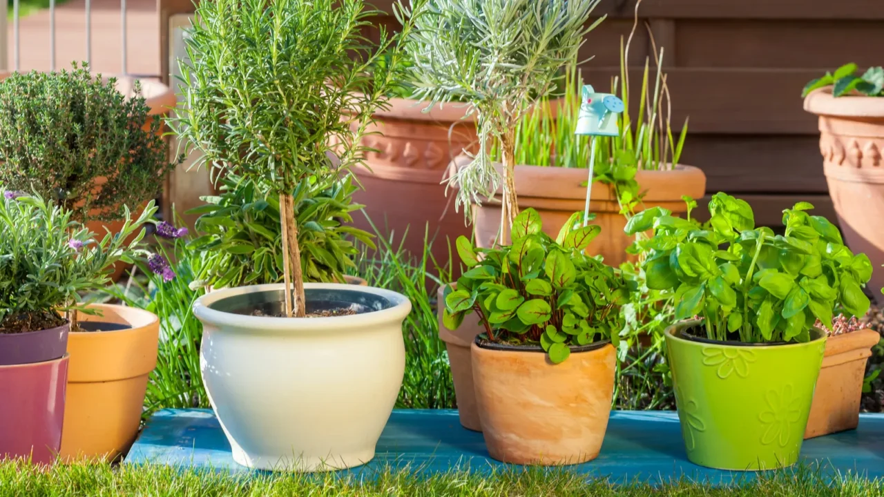 Plants in colorful planters arranged in clusters in a garden.