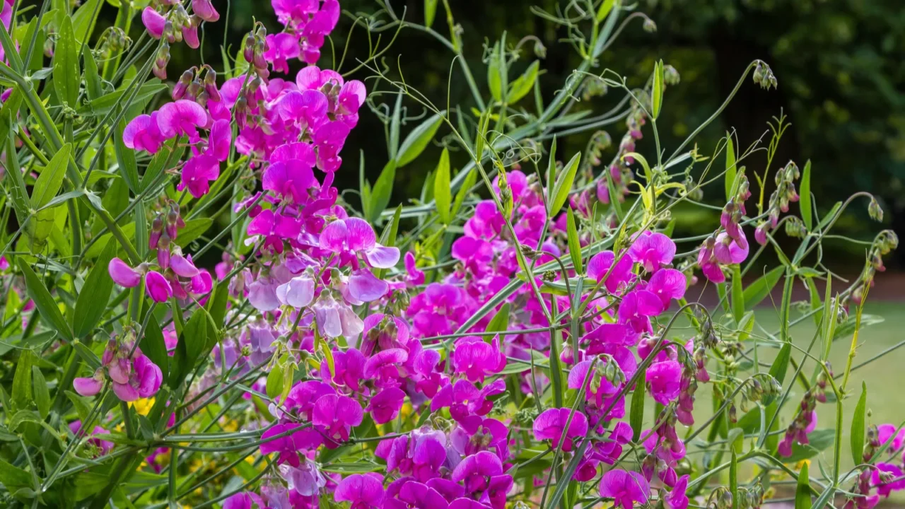 Vibrant pink sweet peas flowers growing in a garden.
