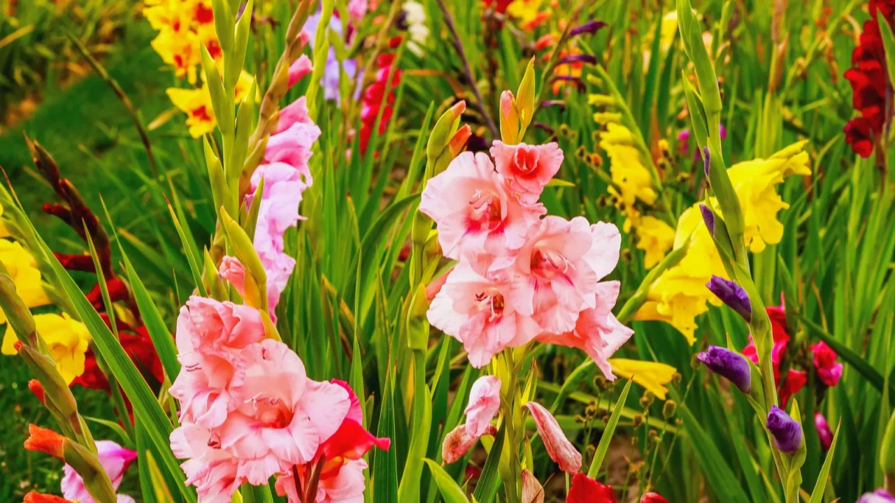 Gladiolus flowers in many different shades and hues growing in a garden.
