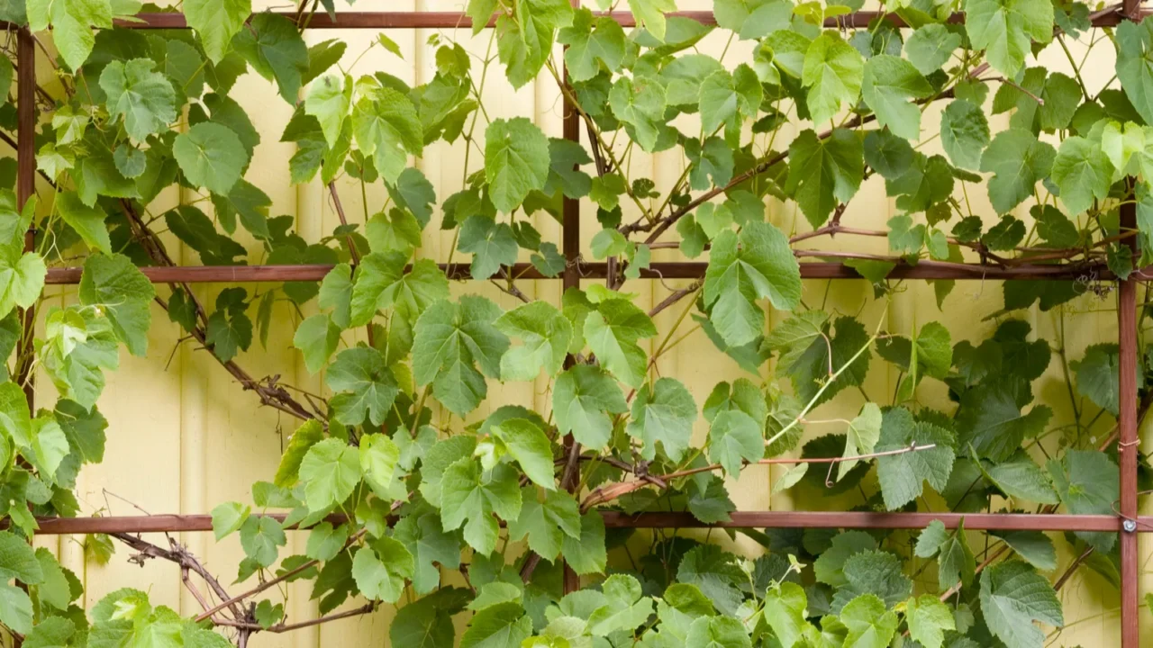 grape plants as decorative elements in home garden in northern