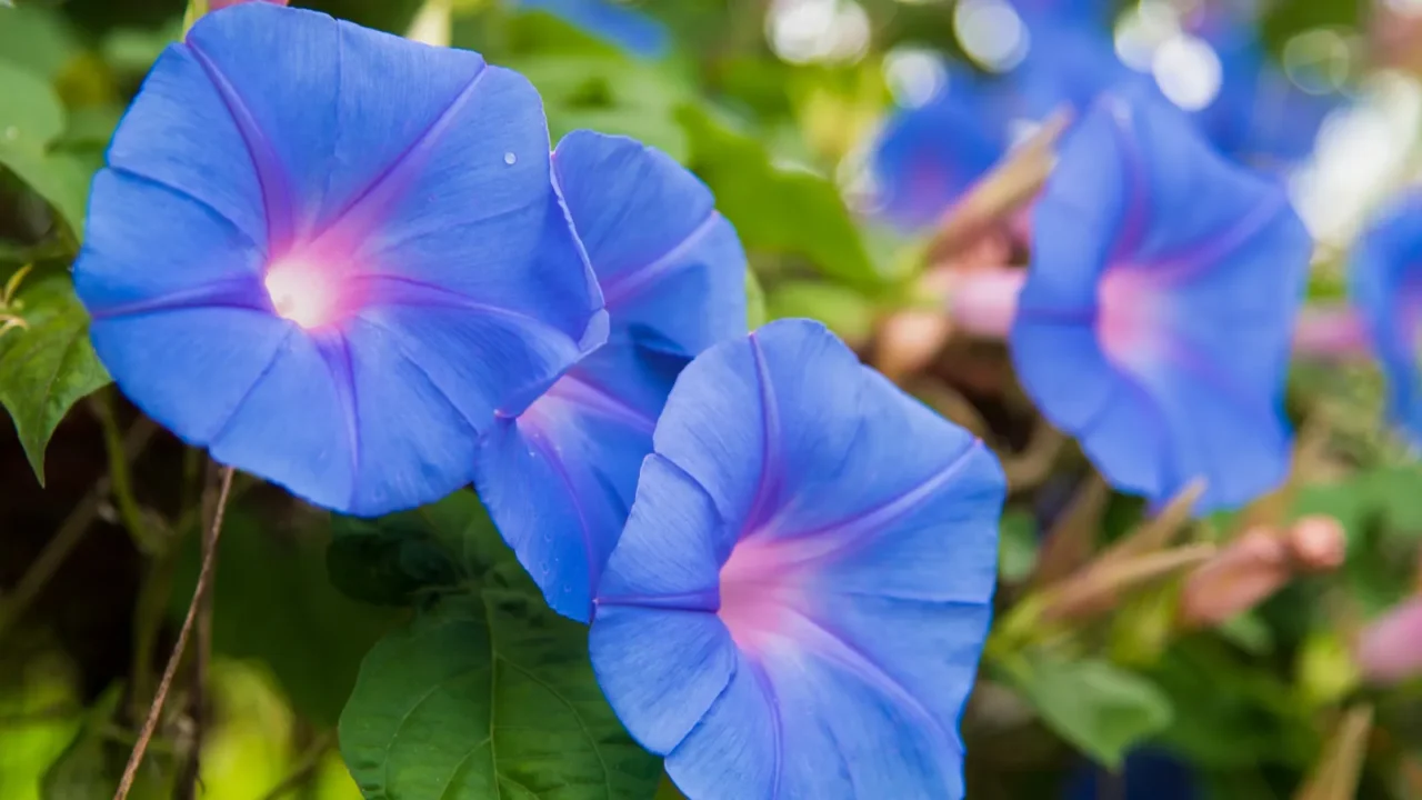 Blooming blue morning glory flowers growing in a garden.