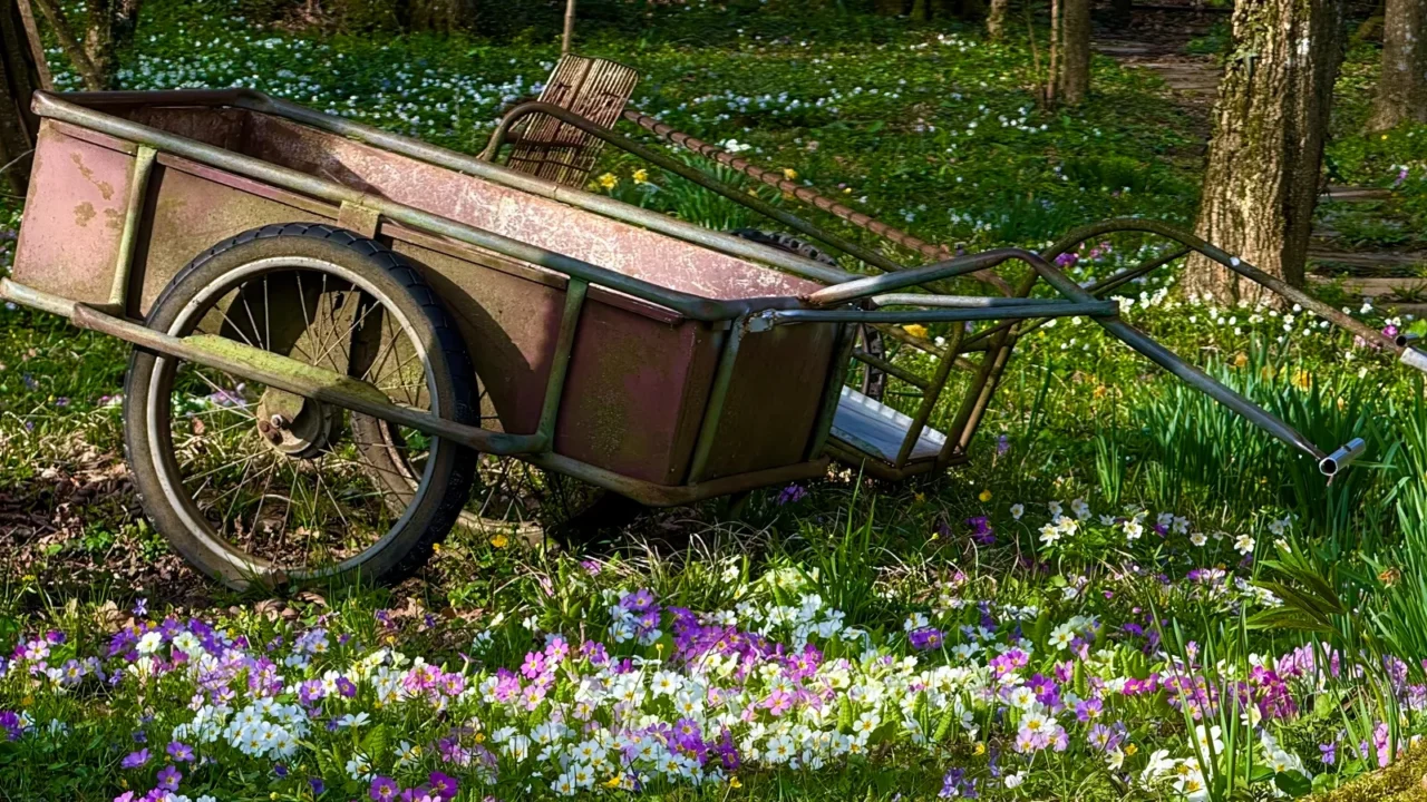 old rustic metal wheelbarrow resting in a vibrant spring meadow