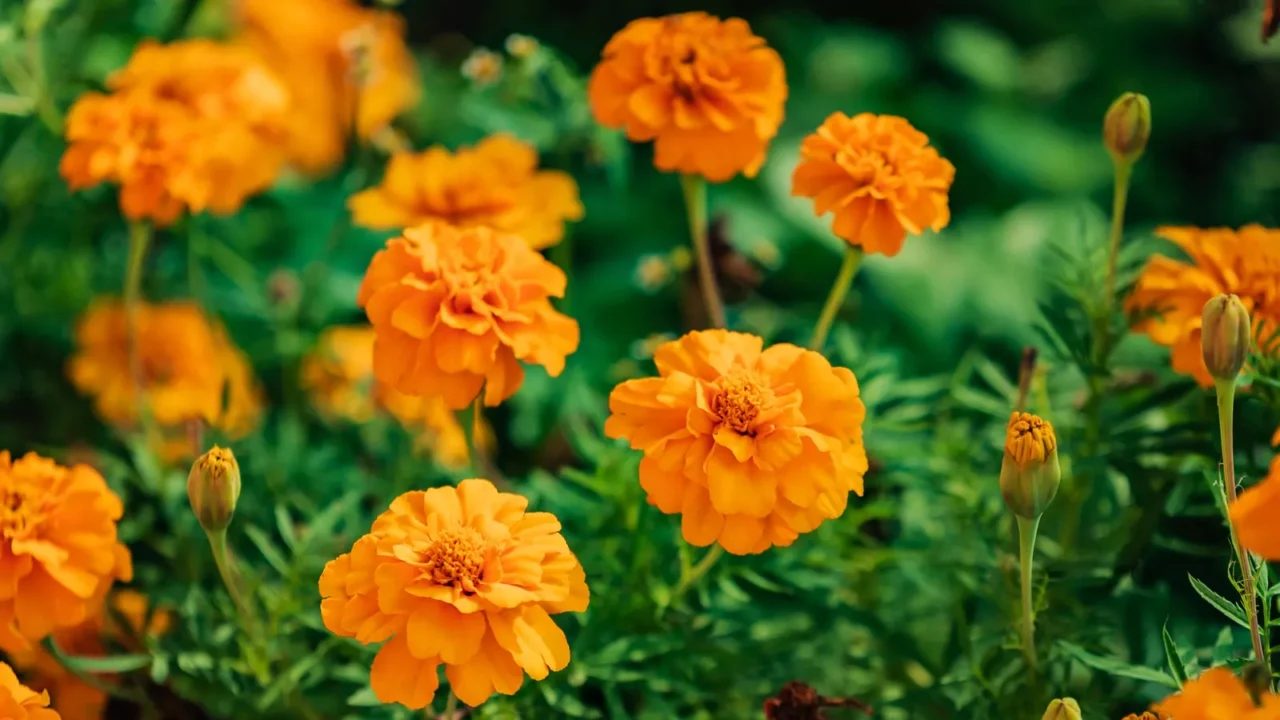 Beautiful marigolds growing in a garden.