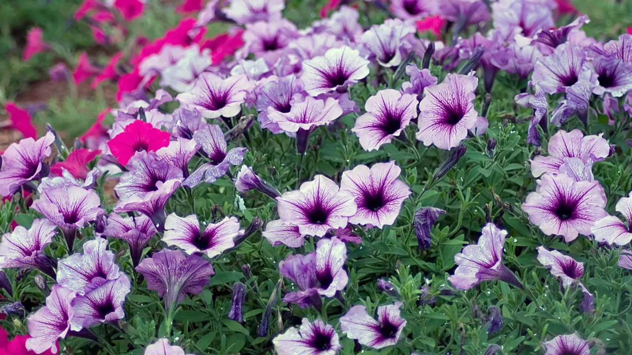 Beautiful purple and pink petunias growing in a garden.