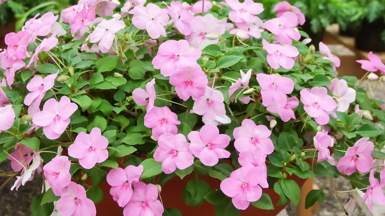 Pink Impatiens growing in terracotta planters in a garden.