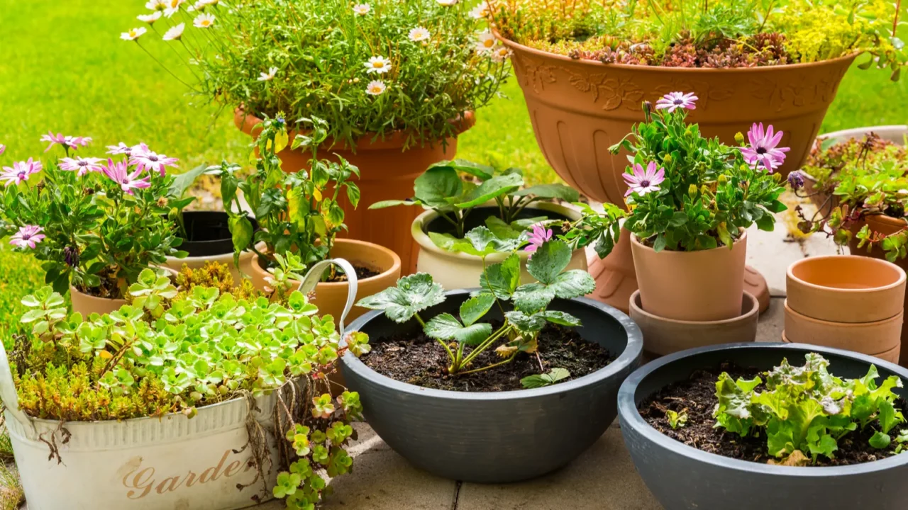 potted flowers plants vegetable and herbs on terrace or patio