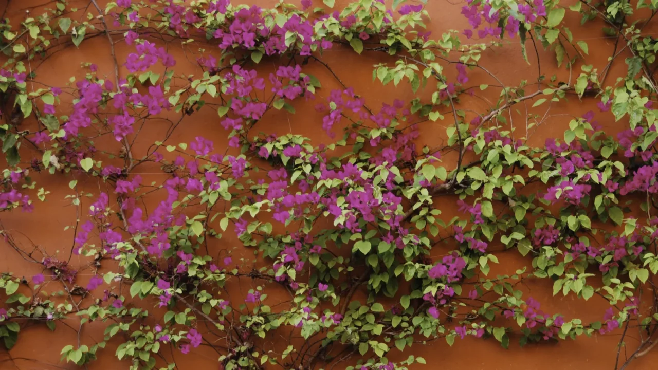 A red wall with bougainvillea flowers growing on it from the vine.