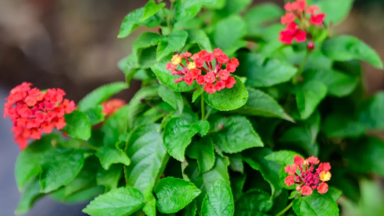 two vivid pink red flowers of verbenas or lantanas plant